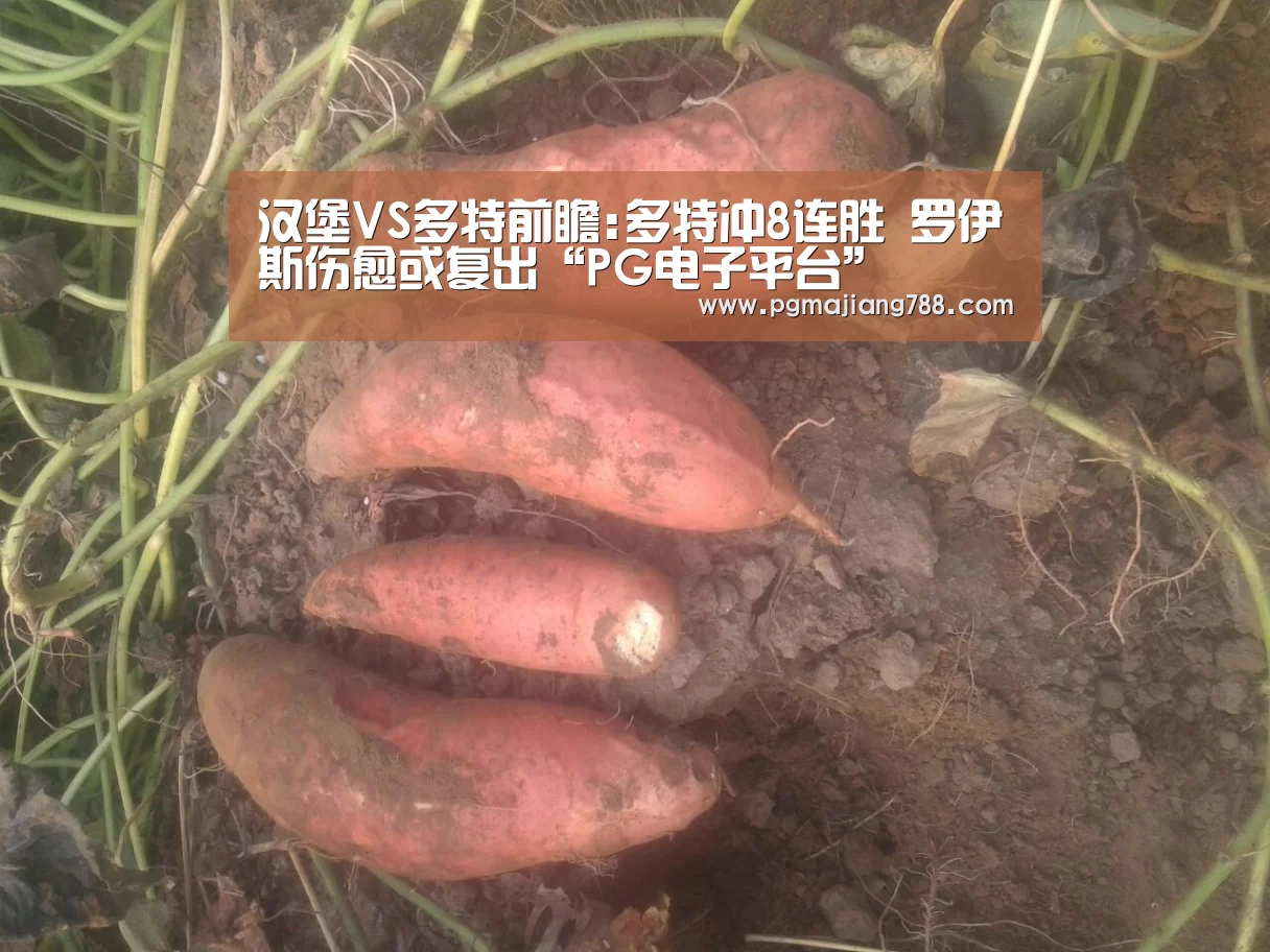 汉堡VS多特前瞻:多特冲8连胜 罗伊斯伤愈或复出“PG电子平台”(图1) PG登录入口